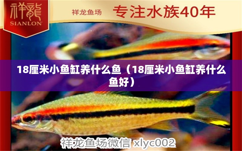 18厘米小魚缸養(yǎng)什么魚（18厘米小魚缸養(yǎng)什么魚好） 其他品牌魚缸