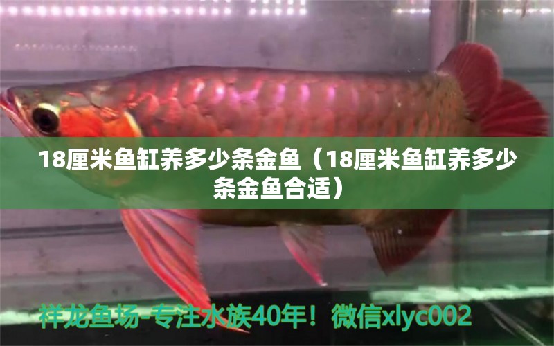 18厘米魚缸養(yǎng)多少條金魚（18厘米魚缸養(yǎng)多少條金魚合適）