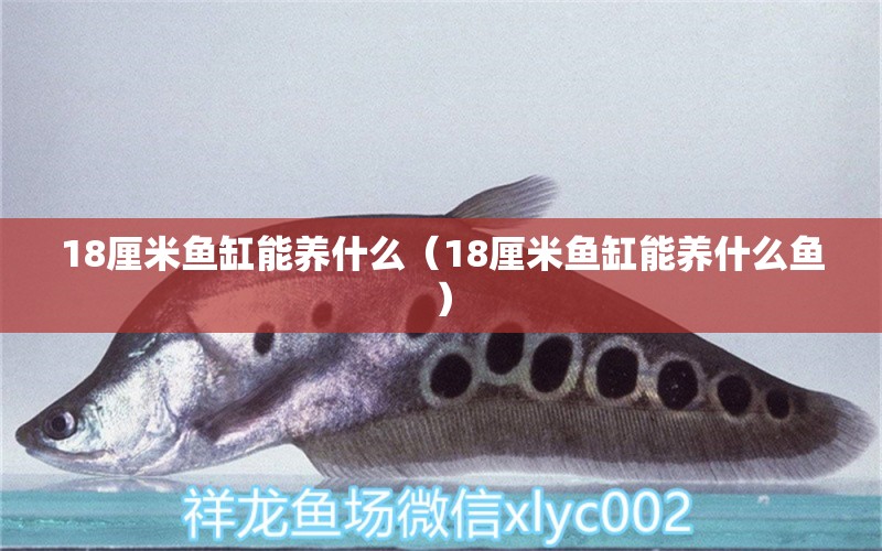 18厘米魚缸能養(yǎng)什么（18厘米魚缸能養(yǎng)什么魚）