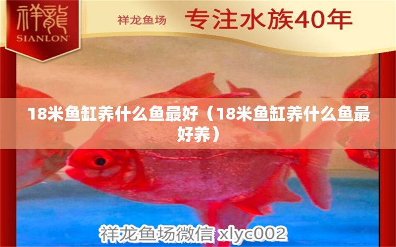 18米魚缸養(yǎng)什么魚最好（18米魚缸養(yǎng)什么魚最好養(yǎng)）