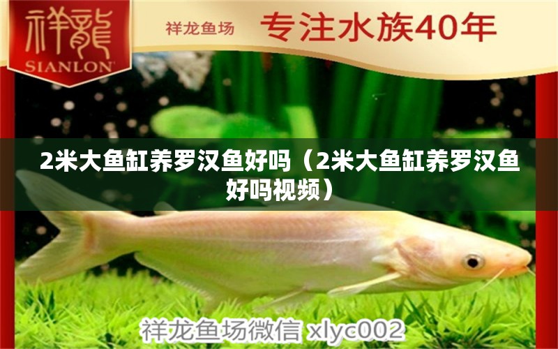 2米大魚缸養(yǎng)羅漢魚好嗎（2米大魚缸養(yǎng)羅漢魚好嗎視頻）