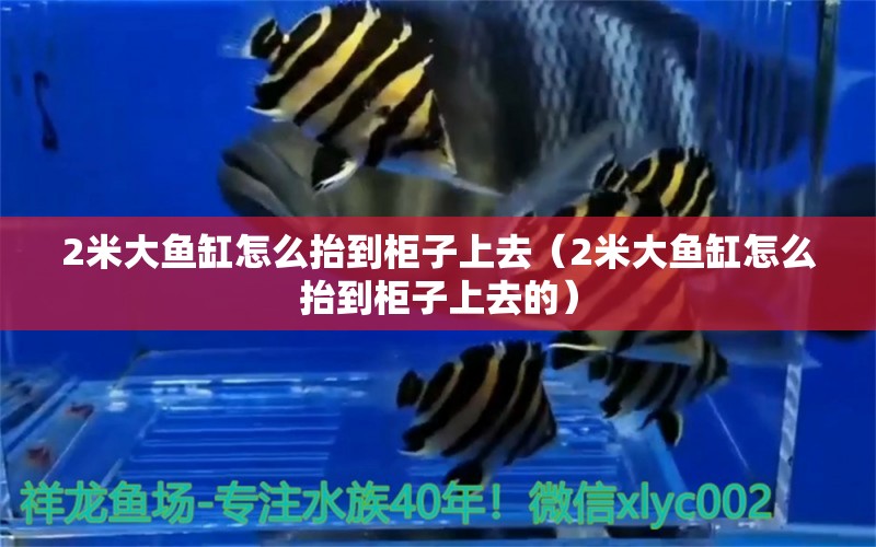 2米大魚缸怎么抬到柜子上去（2米大魚缸怎么抬到柜子上去的）