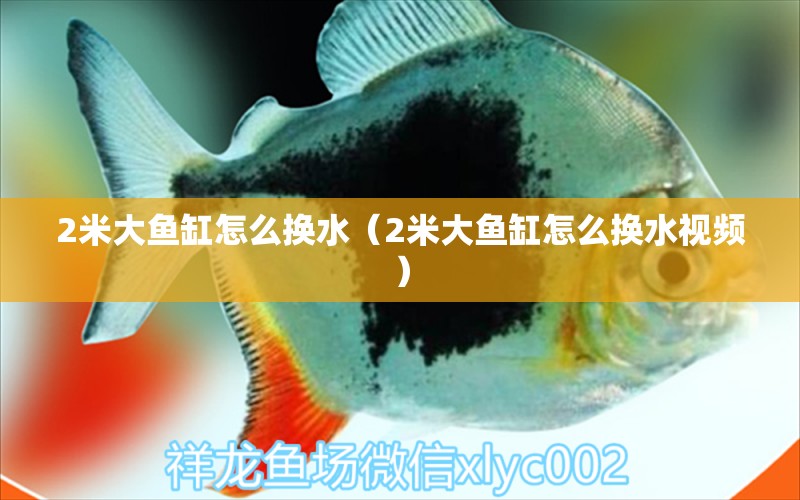 2米大魚缸怎么換水（2米大魚缸怎么換水視頻）