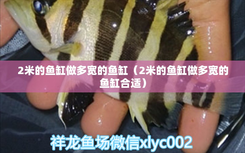 2米的魚缸做多寬的魚缸（2米的魚缸做多寬的魚缸合適）