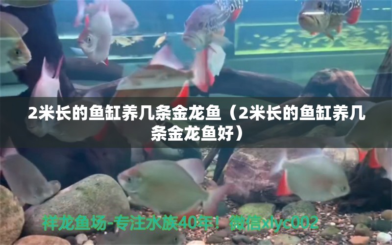 2米長(zhǎng)的魚缸養(yǎng)幾條金龍魚（2米長(zhǎng)的魚缸養(yǎng)幾條金龍魚好）