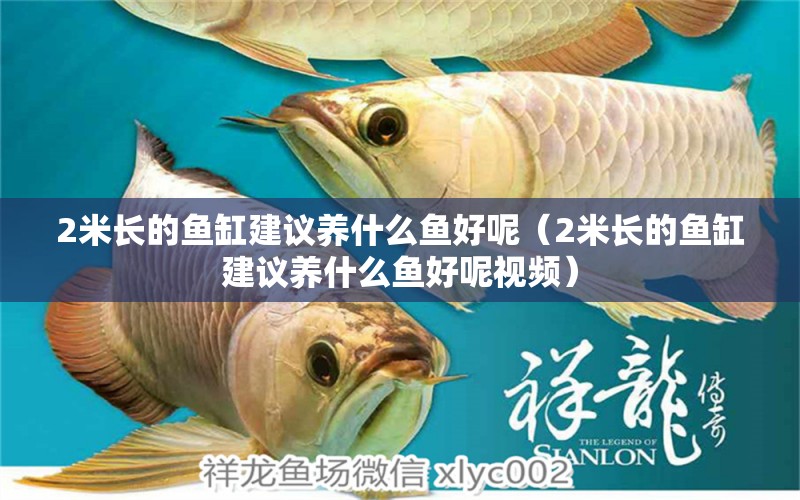 2米長的魚缸建議養(yǎng)什么魚好呢（2米長的魚缸建議養(yǎng)什么魚好呢視頻）