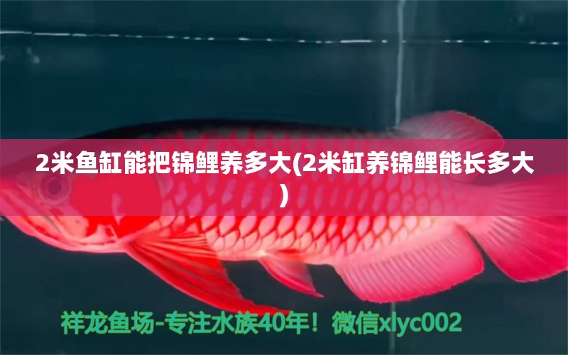 2米魚缸能把錦鯉養(yǎng)多大(2米缸養(yǎng)錦鯉能長多大) 白子金龍魚 第1張