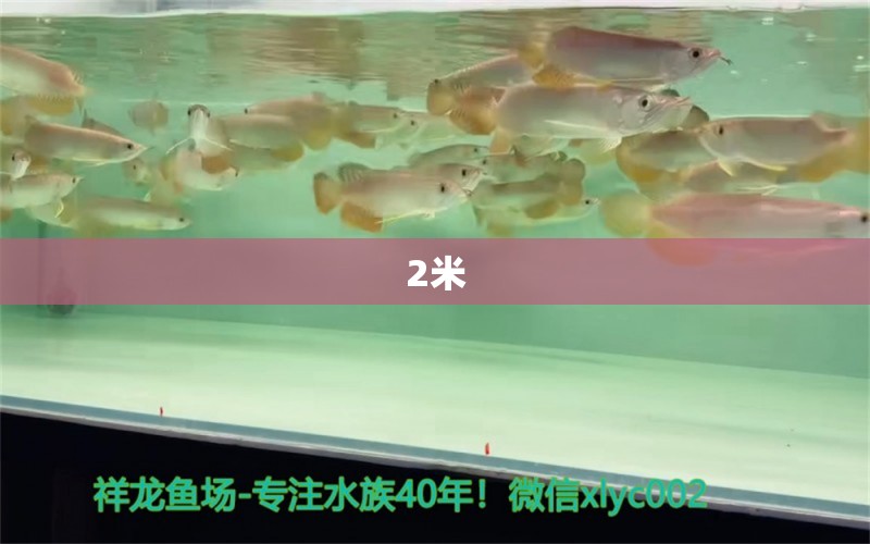 2米 觀賞魚(yú)論壇 第2張