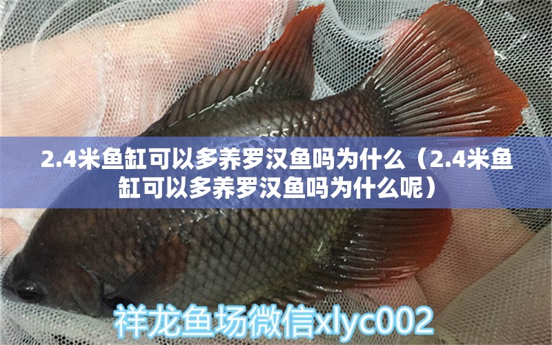 2.4米魚(yú)缸可以多養(yǎng)羅漢魚(yú)嗎為什么（2.4米魚(yú)缸可以多養(yǎng)羅漢魚(yú)嗎為什么呢）