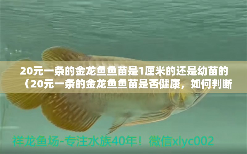 20元一條的金龍魚魚苗是1厘米的還是幼苗的（20元一條的金龍魚魚苗是否健康，如何判斷它們是否健康） 水族問答 第1張