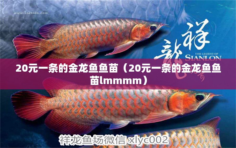 20元一條的金龍魚魚苗（20元一條的金龍魚魚苗lmmmm）