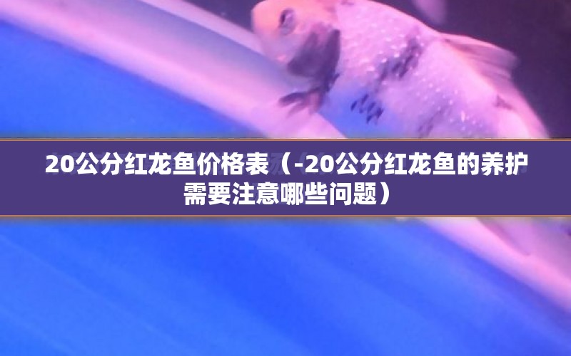 20公分紅龍魚價格表（-20公分紅龍魚的養(yǎng)護需要注意哪些問題） 水族問答 第1張