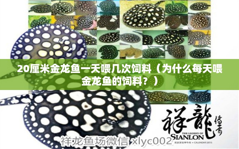 20厘米金龍魚一天喂幾次飼料（為什么每天喂金龍魚的飼料？） 水族問(wèn)答 第1張