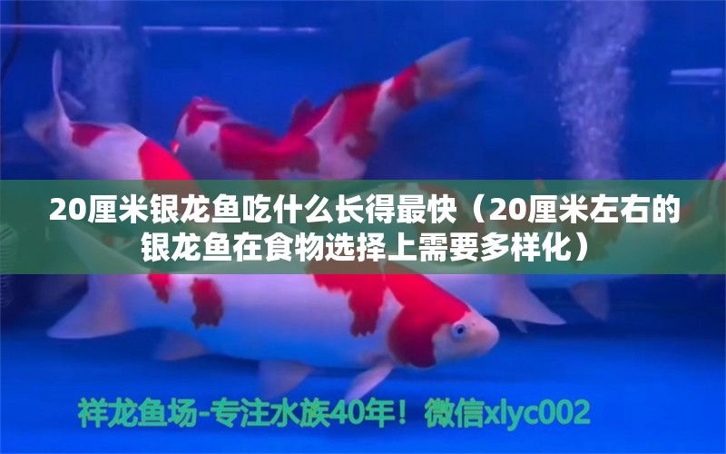 20厘米銀龍魚吃什么長得最快（20厘米左右的銀龍魚在食物選擇上需要多樣化） 水族問答 第2張