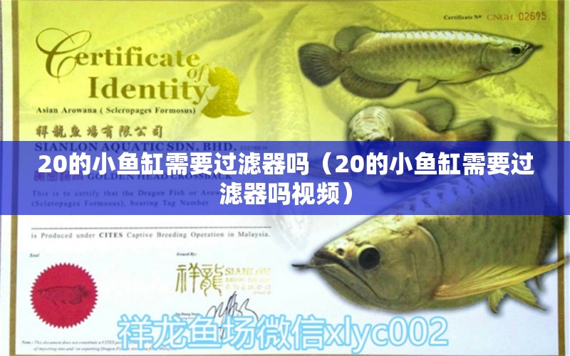 20的小魚缸需要過濾器嗎（20的小魚缸需要過濾器嗎視頻） 水族世界