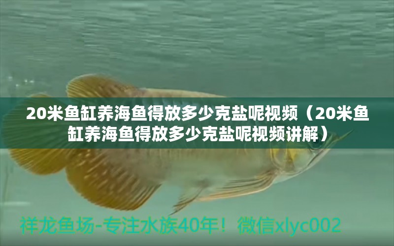 20米魚缸養(yǎng)海魚得放多少克鹽呢視頻（20米魚缸養(yǎng)海魚得放多少克鹽呢視頻講解）