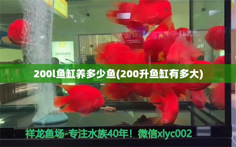 200l魚缸養(yǎng)多少魚(200升魚缸有多大) 白子銀龍苗（黃化銀龍苗）