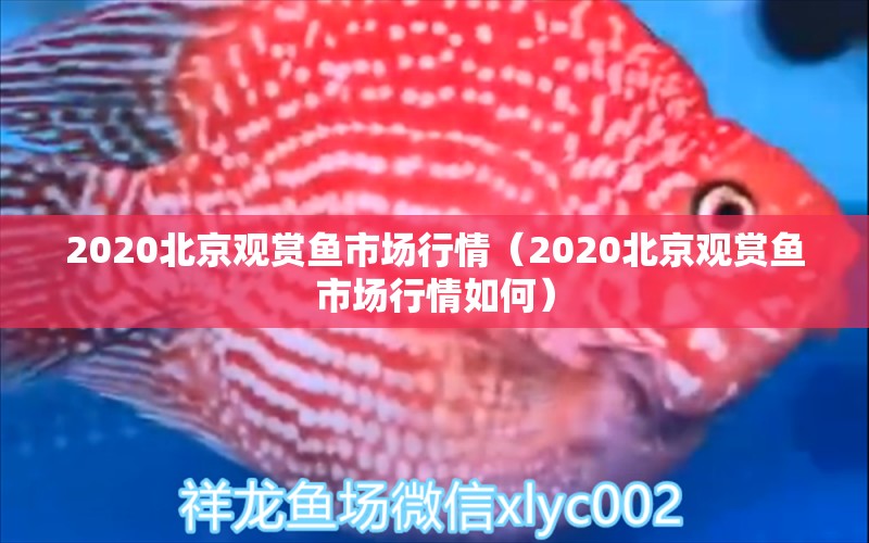 2020北京觀賞魚市場行情（2020北京觀賞魚市場行情如何）