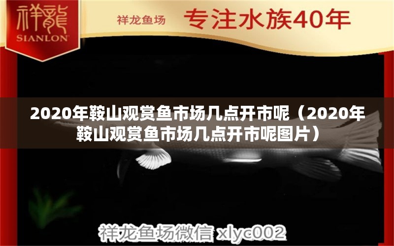 2020年鞍山觀賞魚市場(chǎng)幾點(diǎn)開市呢（2020年鞍山觀賞魚市場(chǎng)幾點(diǎn)開市呢圖片） 大日玉鯖魚