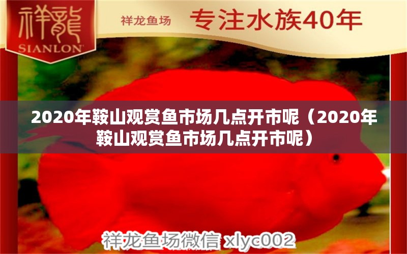 2020年鞍山觀賞魚市場幾點開市呢（2020年鞍山觀賞魚市場幾點開市呢）