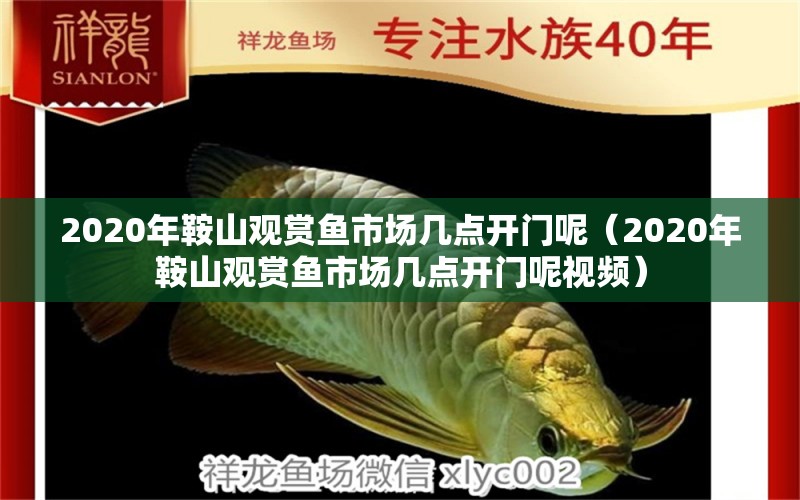 2020年鞍山觀賞魚市場(chǎng)幾點(diǎn)開門呢（2020年鞍山觀賞魚市場(chǎng)幾點(diǎn)開門呢視頻）