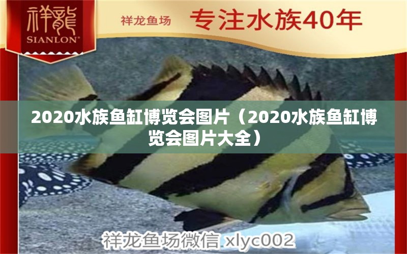 2020水族魚缸博覽會圖片（2020水族魚缸博覽會圖片大全）