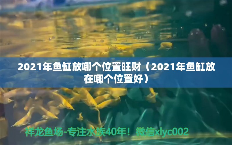 2021年魚缸放哪個(gè)位置旺財(cái)（2021年魚缸放在哪個(gè)位置好） 白子銀龍苗（黃化銀龍苗）