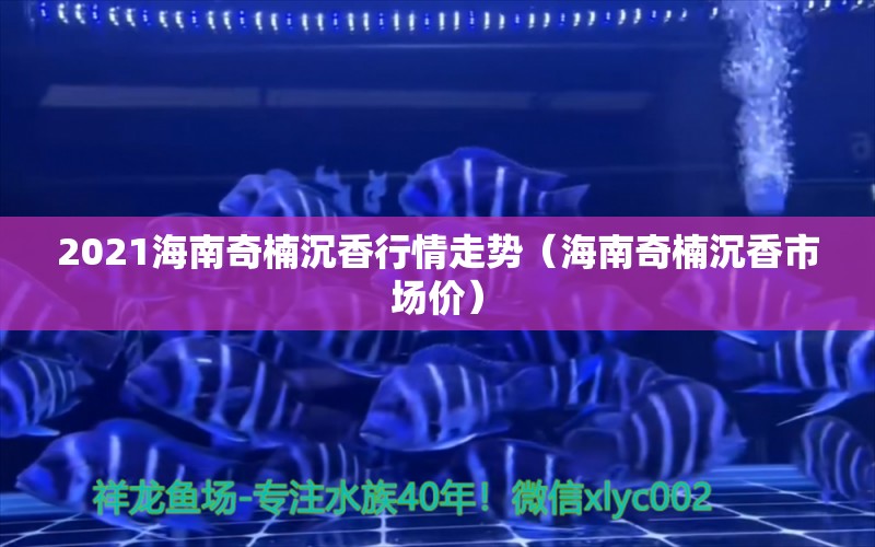 2021海南奇楠沉香行情走勢（海南奇楠沉香市場價）