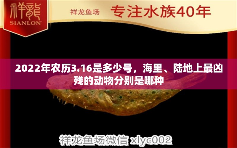 2022年農(nóng)歷3.16是多少號，海里、陸地上最兇殘的動物分別是哪種