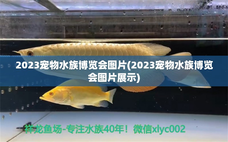 2023寵物水族博覽會圖片(2023寵物水族博覽會圖片展示) 2024第28屆中國國際寵物水族展覽會CIPS（長城寵物展2024 CIPS） 第1張