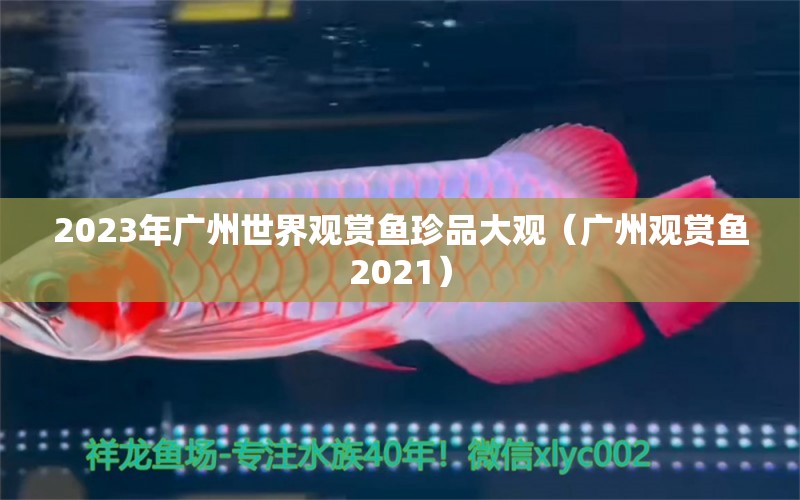 2023年廣州世界觀賞魚珍品大觀（廣州觀賞魚2021）