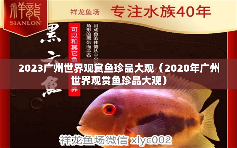 2023廣州世界觀賞魚珍品大觀（2020年廣州世界觀賞魚珍品大觀） 廣州水族批發(fā)市場