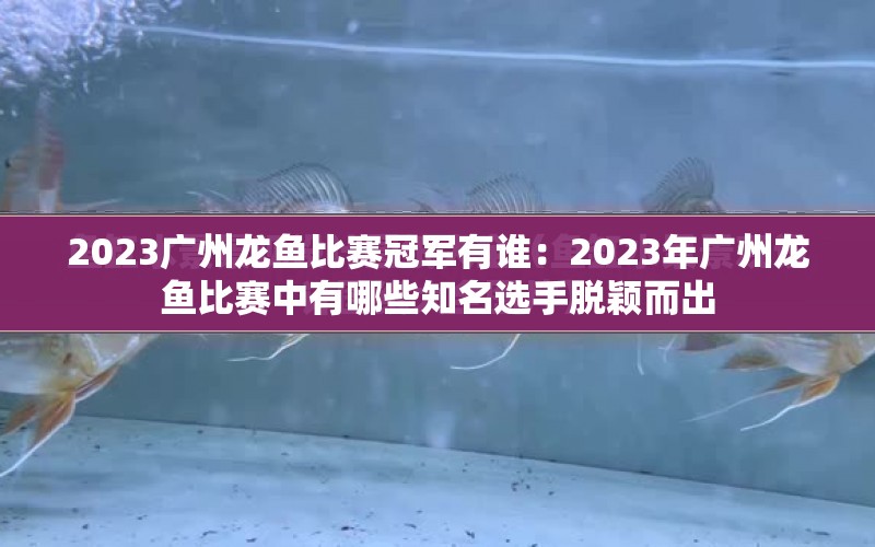 2023廣州龍魚比賽冠軍有誰：2023年廣州龍魚比賽中有哪些知名選手脫穎而出