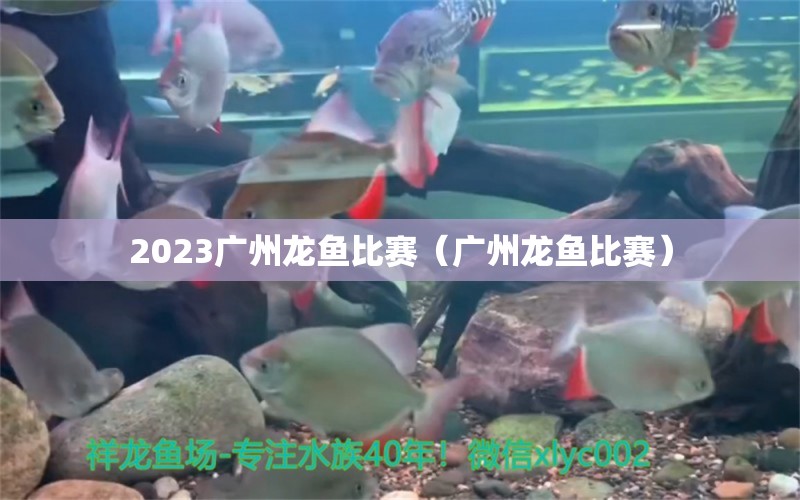 2023廣州龍魚比賽（廣州龍魚比賽） 觀賞魚市場（混養(yǎng)魚）