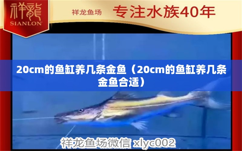 20cm的魚缸養(yǎng)幾條金魚（20cm的魚缸養(yǎng)幾條金魚合適）