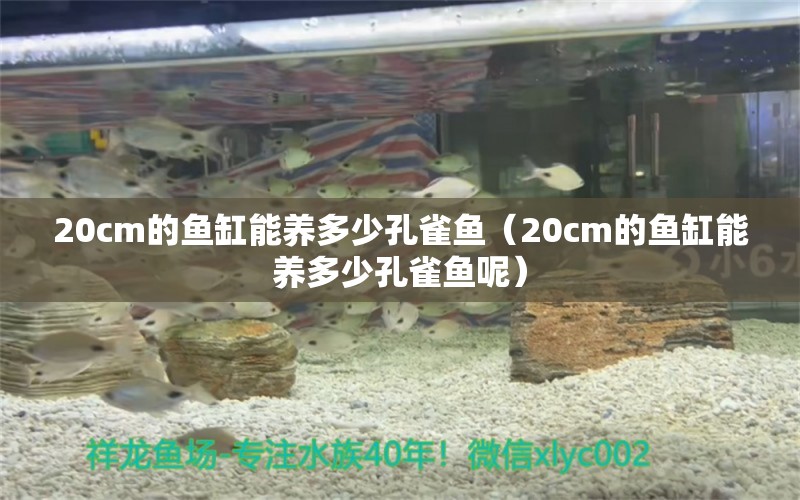 20cm的魚缸能養(yǎng)多少孔雀魚（20cm的魚缸能養(yǎng)多少孔雀魚呢） 其他品牌魚缸