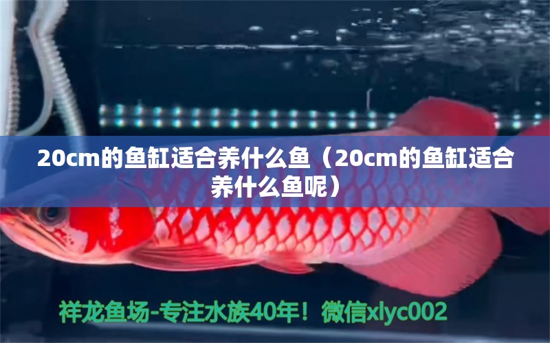 20cm的魚缸適合養(yǎng)什么魚（20cm的魚缸適合養(yǎng)什么魚呢）