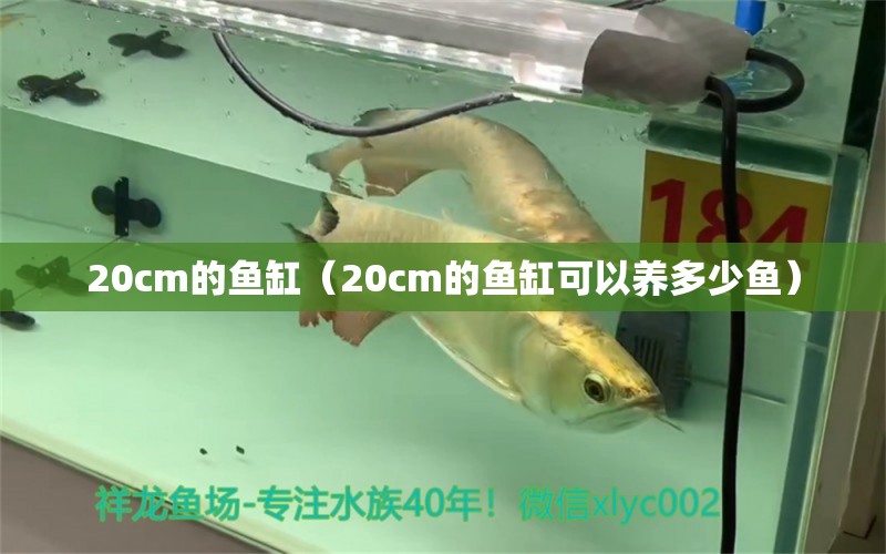 20cm的魚缸（20cm的魚缸可以養(yǎng)多少魚）