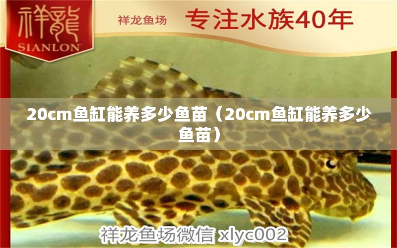 20cm魚缸能養(yǎng)多少魚苗（20cm魚缸能養(yǎng)多少魚苗）