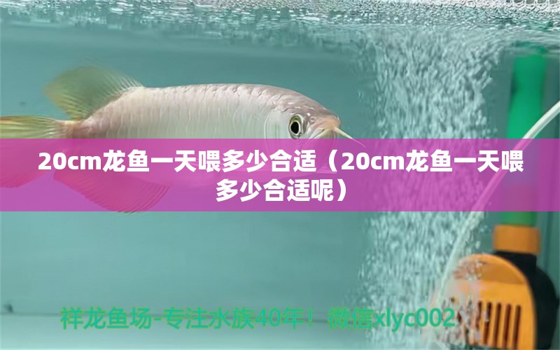 20cm龍魚一天喂多少合適（20cm龍魚一天喂多少合適呢）