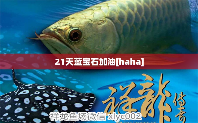 21天藍(lán)寶石加油[haha] 觀賞魚(yú)論壇 第2張