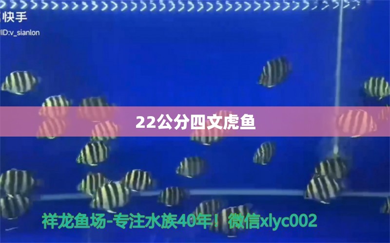 22公分四文虎魚(yú) 虎魚(yú)百科