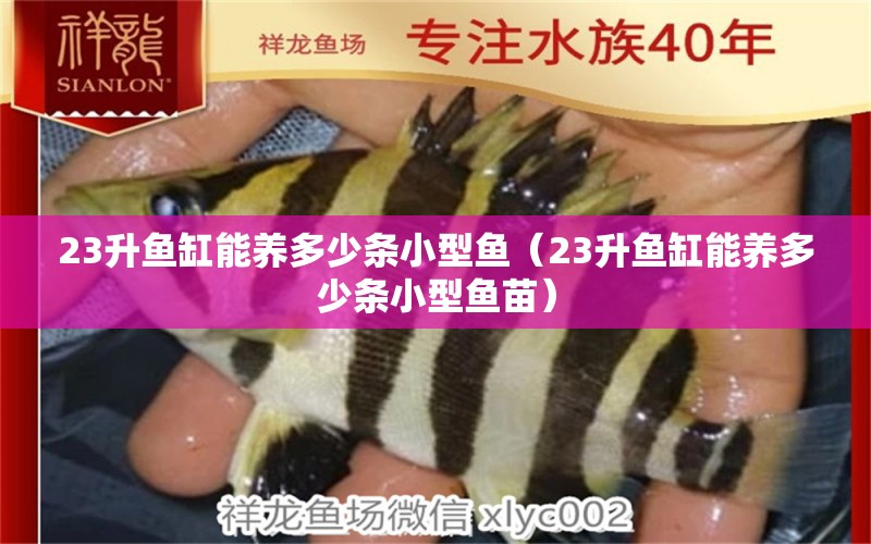 23升魚缸能養(yǎng)多少條小型魚（23升魚缸能養(yǎng)多少條小型魚苗） 觀賞魚水族批發(fā)市場