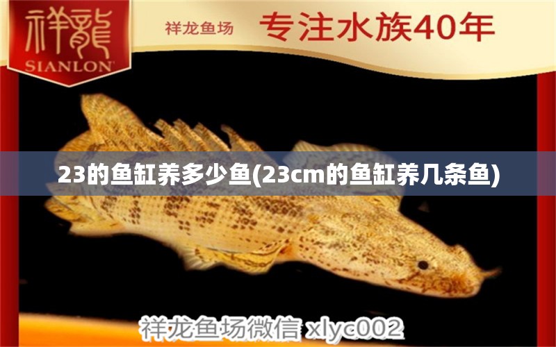 23的魚缸養(yǎng)多少魚(23cm的魚缸養(yǎng)幾條魚) 黃鰭鯧魚