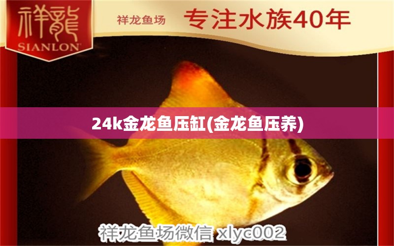 24k金龍魚壓缸(金龍魚壓養(yǎng)) 全國水族館企業(yè)名錄