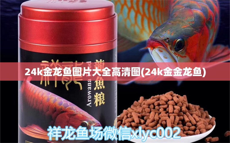 24k金龍魚圖片大全高清圖(24k金金龍魚)