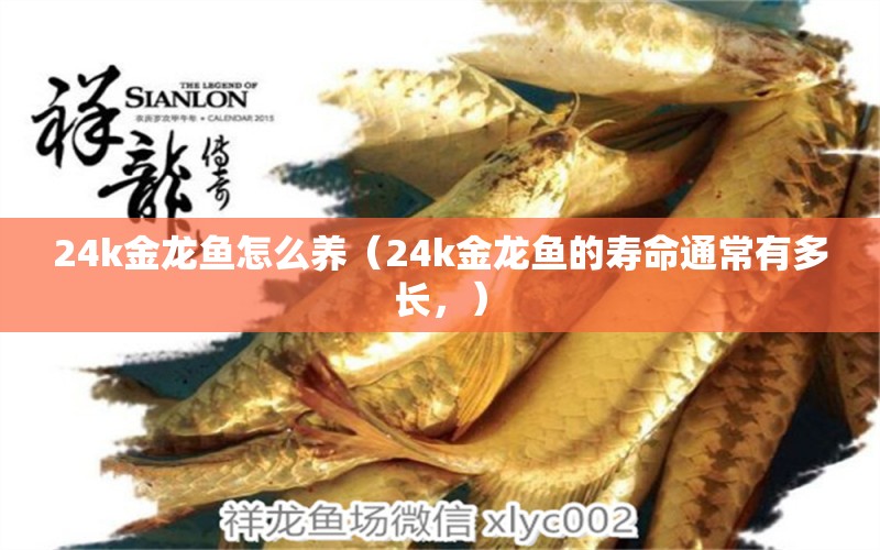 24k金龍魚怎么養(yǎng)（24k金龍魚的壽命通常有多長，） 水族問答 第1張