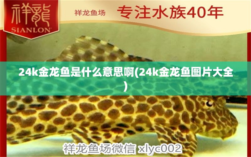 24k金龍魚是什么意思啊(24k金龍魚圖片大全)