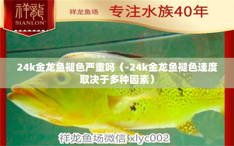 24k金龍魚褪色嚴(yán)重嗎（-24k金龍魚褪色速度取決于多種因素） 水族問答 第1張