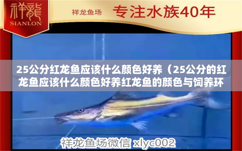 25公分紅龍魚應(yīng)該什么顏色好養(yǎng)（25公分的紅龍魚應(yīng)該什么顏色好養(yǎng)紅龍魚的顏色與飼養(yǎng)環(huán)境有何關(guān)聯(lián)） 水族問答 第1張